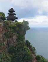 Пальма сахарная