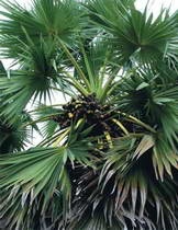 Пальма сахарная